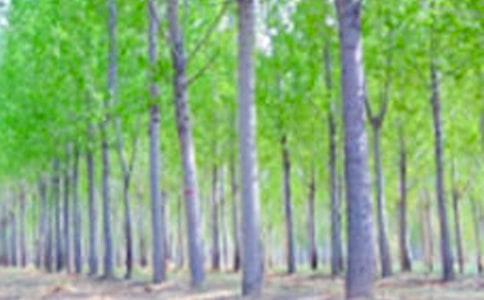 關(guān)于白楊的反思