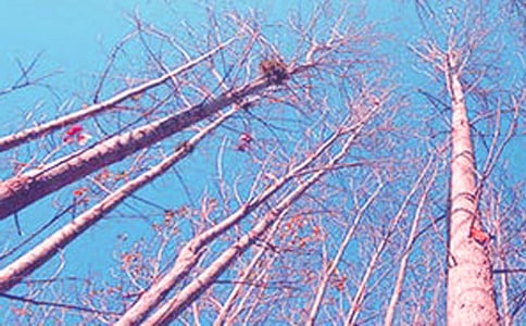 《白楊》教學建議