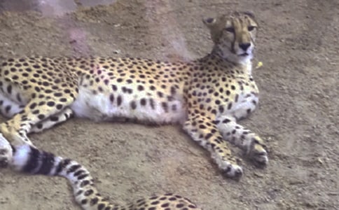 ��Ҋ������ʲôԢ��