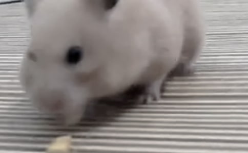 (推薦)我家的小倉鼠作文