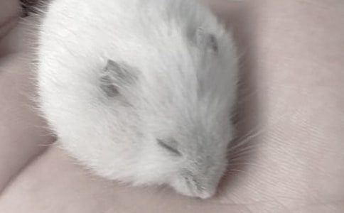 �ɐ۵�С�}�����ģ����\15ƪ��