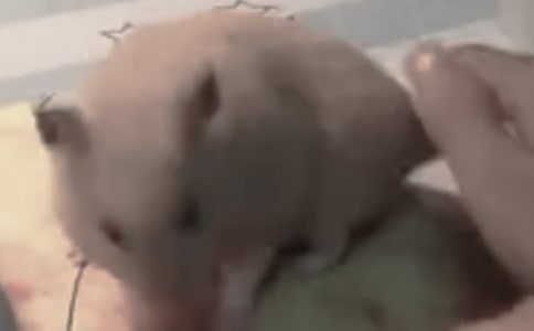 小倉鼠“球憨憨”作文