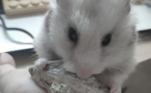 我家的小倉鼠作文