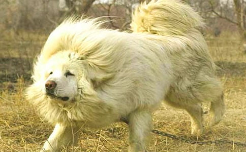 新買的小藏獒飼養方法介紹