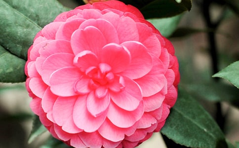 游茶花園作文(共2篇)