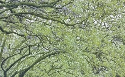 ׌���Ĵ��L����