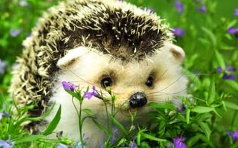 《刺猬》觀后感(通用15篇)