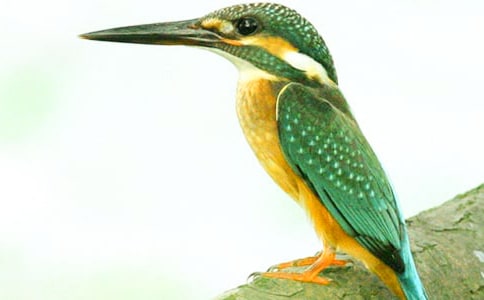 《翠鳥》教學(xué)實錄