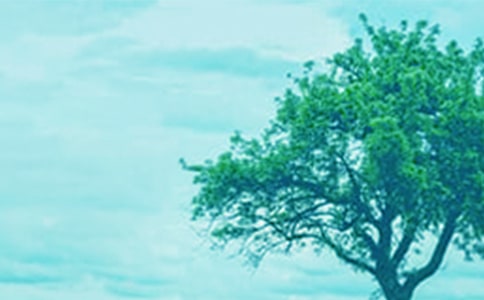 一棵大樹上的故事900字作文