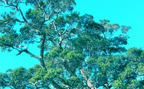 落葉給大樹(shù)的一封信