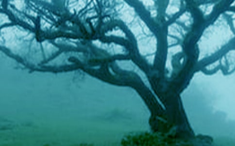 ����cС������