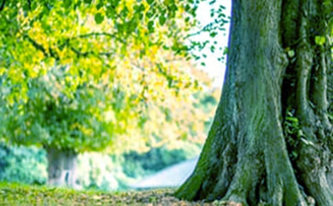 大樹(shù)的故事作文600字 大樹(shù)的故事精選作文