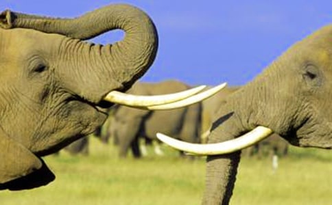 �����Λρ�Ĺ���