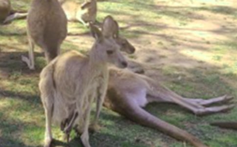 �Ǿ�С��������