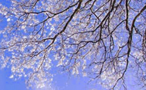 ����ѩ��Ԋ��