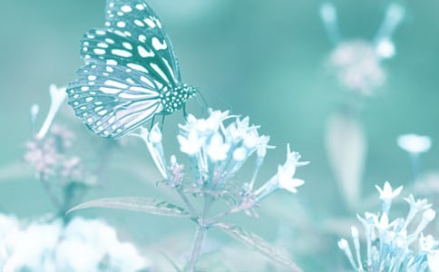 ��ֲ��Ъ���Z