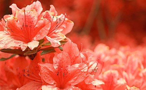 �茑���N����Ԋ(sh��)��5ƪ