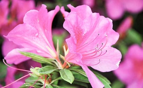 �茑���N����Ԋ��