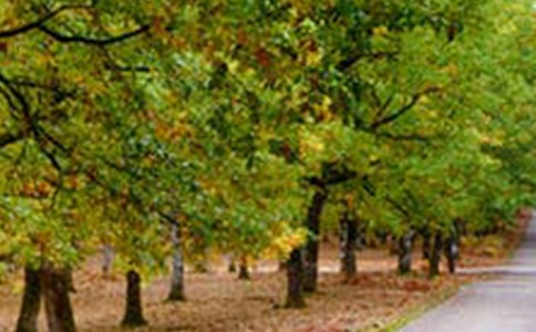 老水車旁的風(fēng)景