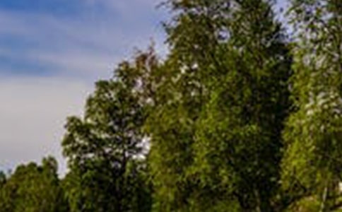 山水風景的詩句有哪些