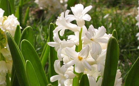 風信子的作文三年級