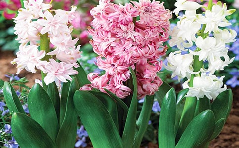 風信子作文(經典)