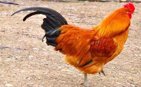 小兔和小公雞過河作文