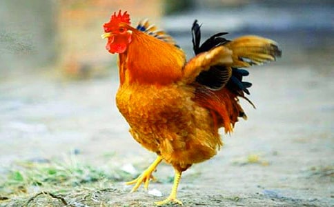 ����С���u����