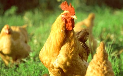 小公雞作文【精華15篇】