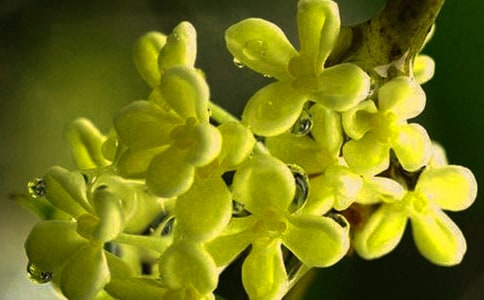 描寫桂花的作文(精選37篇)