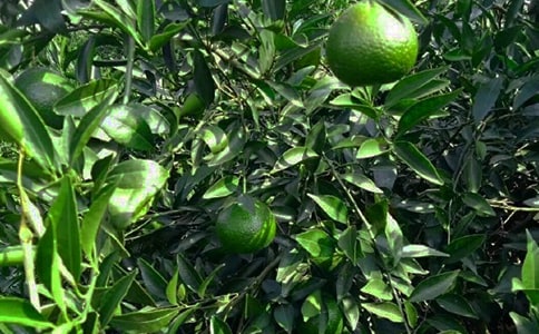 �����Ĺ��@���Ľ�(j��ng)��[14ƪ]