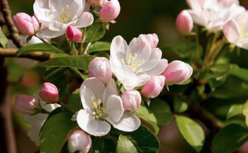 《老海棠樹》閱讀原文及答案(2)