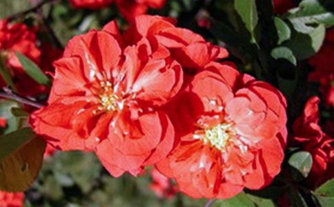 大魚海棠的經典臺詞160句