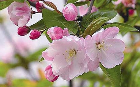 玉海棠經(jīng)典臺詞