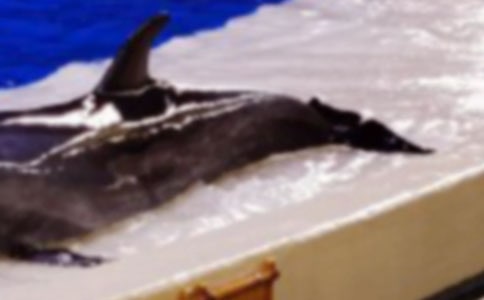 藍色的海豚島讀后感合集15篇