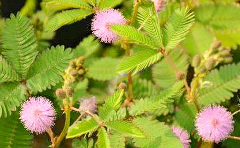 含羞草小學作文(范例4篇)