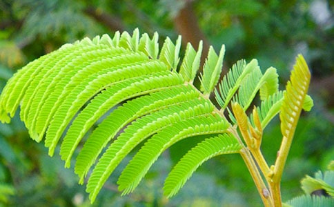 ���߲ݵă�������