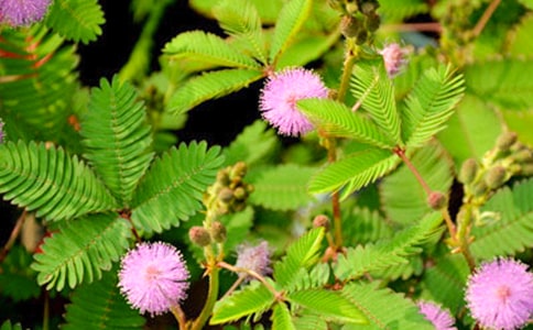 �ɐ۵ĺ��߲�����