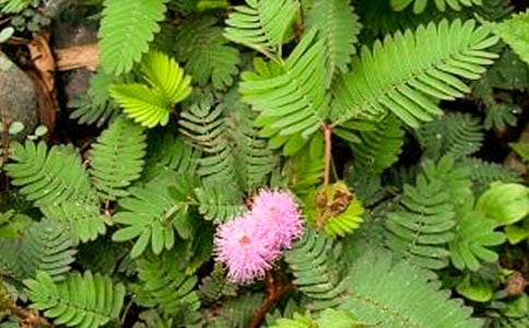 可愛的含羞草作文