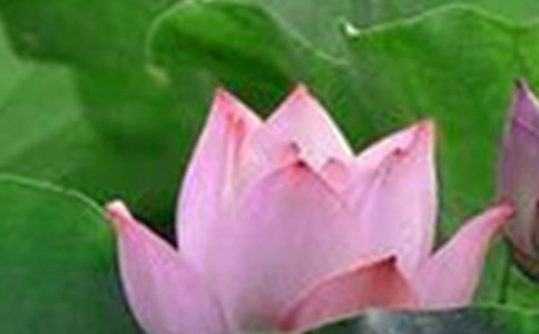 水荷花的養殖方法