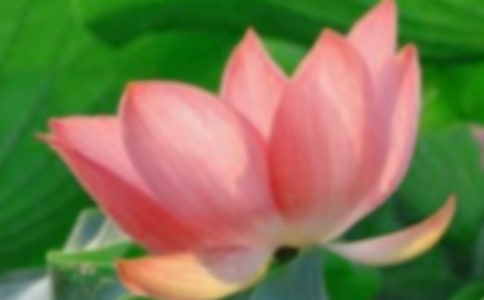 吟誦荷花的詩句180句