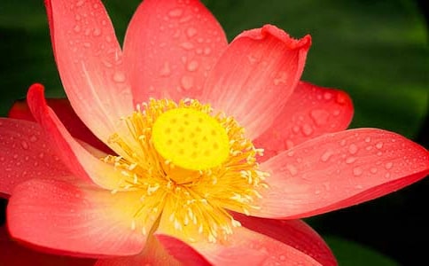 �茑�ɻ�����