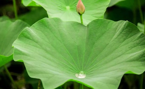 《荷葉圓圓》反思