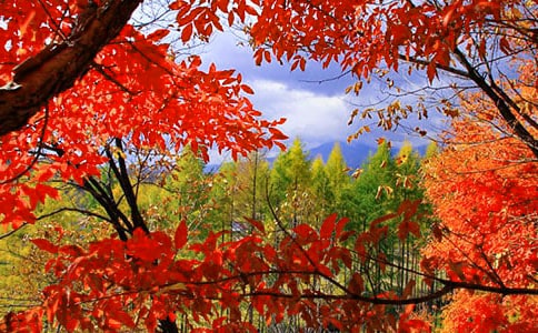 秋天紅葉的詩句大全