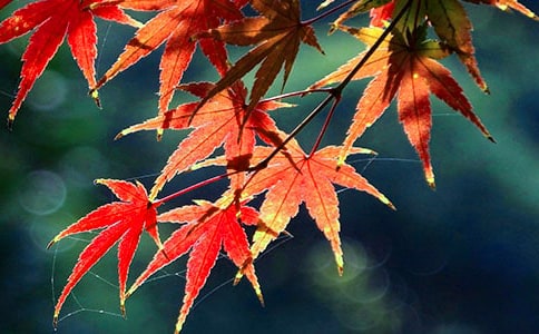 那條紅葉鋪滿的小路作文