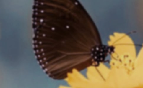 美麗的蝴蝶作文