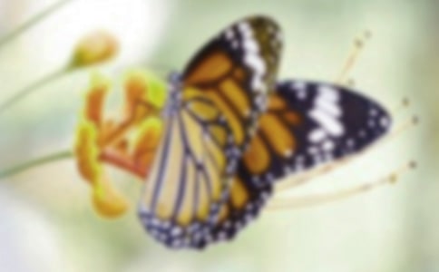 蝴蝶翅膀里的感動優美作文