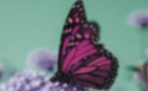 關(guān)于蝴蝶的詩(shī)句有哪些,關(guān)于蝴蝶的詩(shī)句