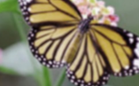 描寫蝴蝶的精彩好詞好句好段