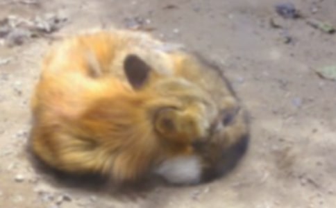 ������һֻ��؂�����x���